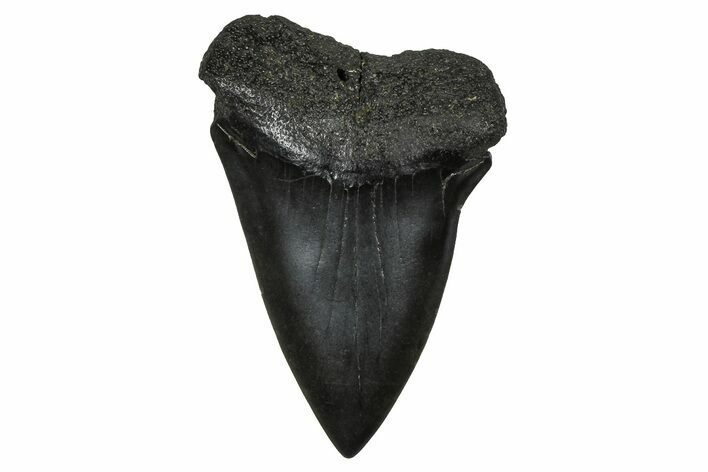 Fossil Broad-Toothed Mako Tooth - South Carolina #374791